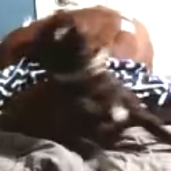 Meet your Posher, Gavin - Picture 1 of 1